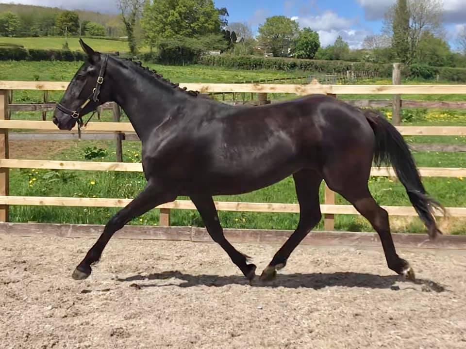 4 Year Old Colt For Sale